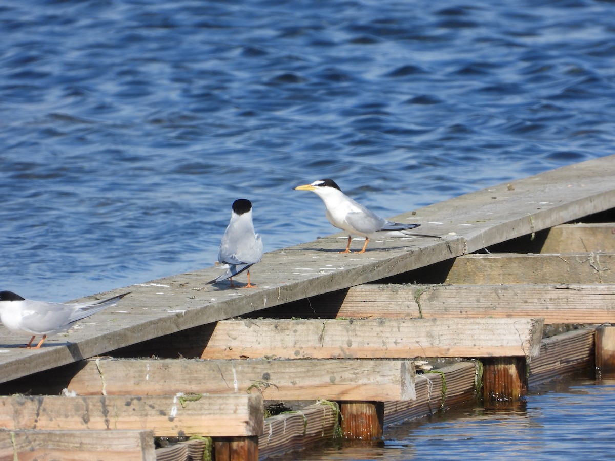 Little Tern - ML618839853