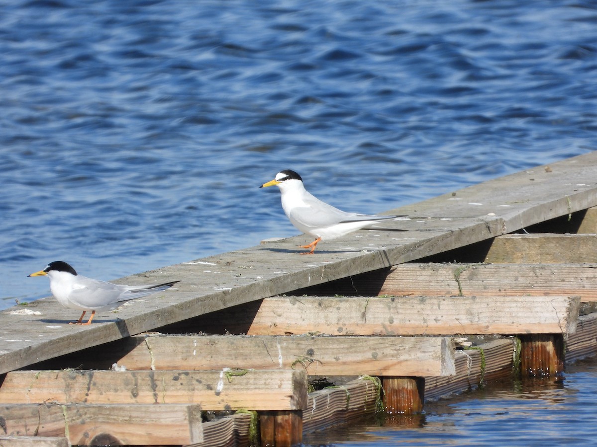 Little Tern - ML618839858