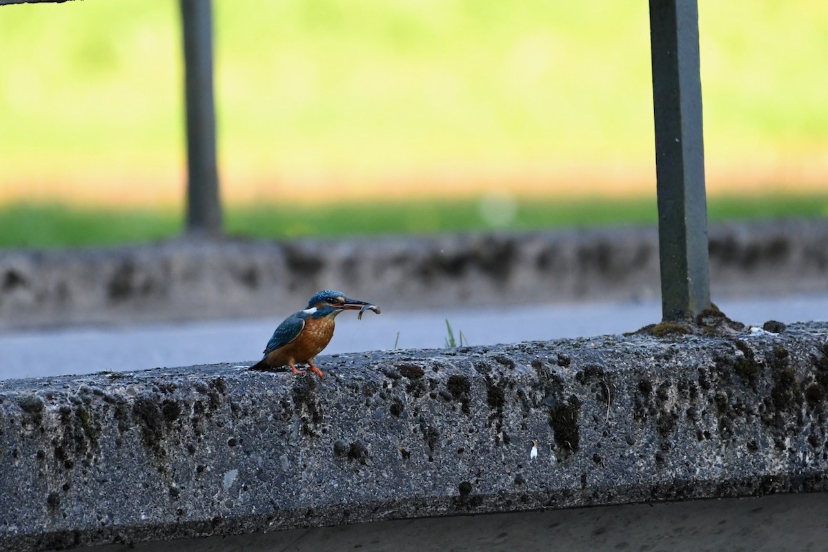 Common Kingfisher - ML618839867