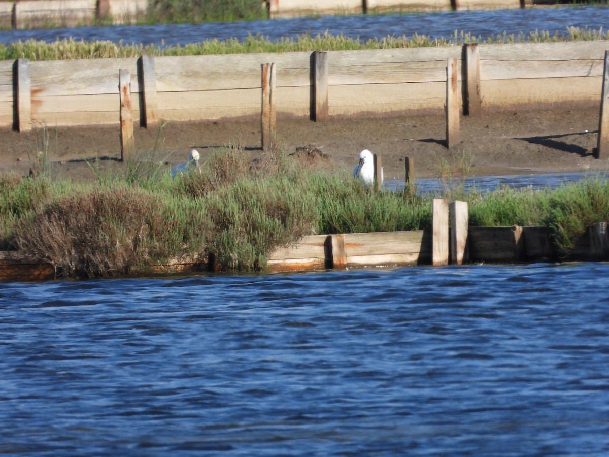 Eurasian Spoonbill - ML618839871