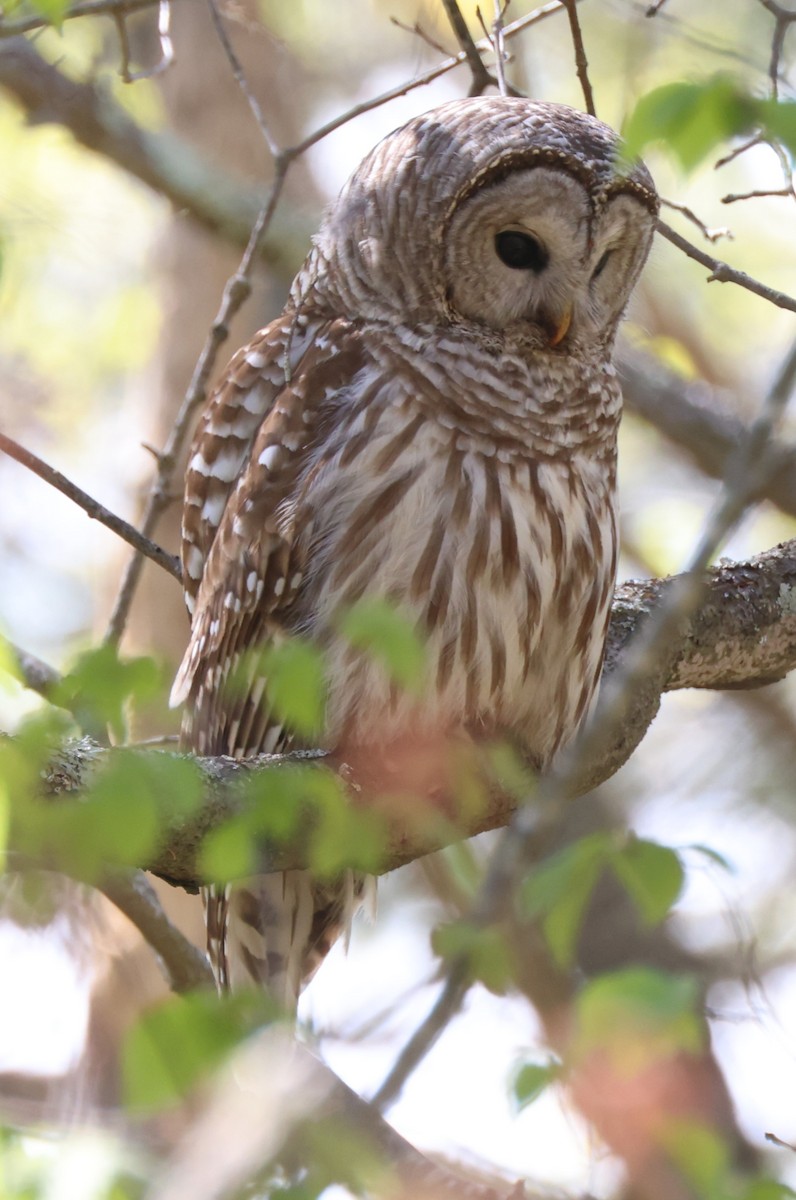 Barred Owl - Mark Miller