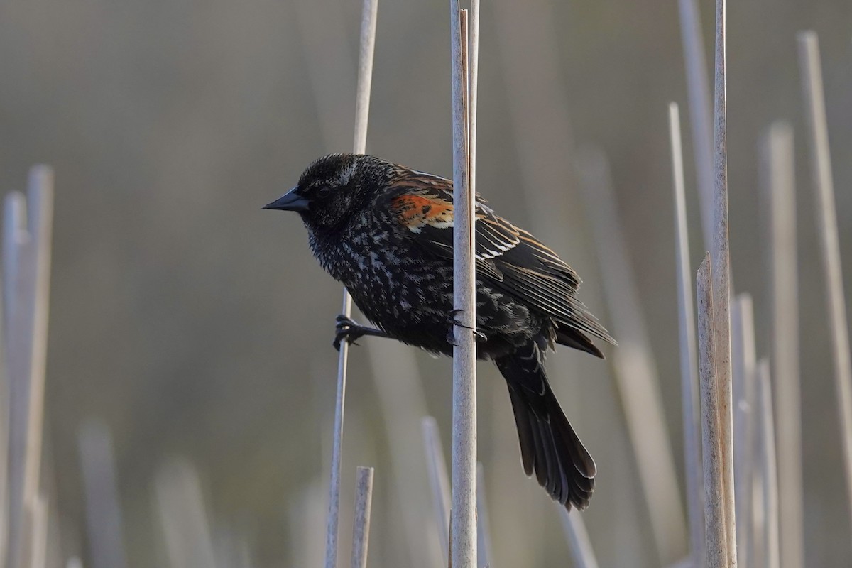 Red-winged Blackbird - ML618839886