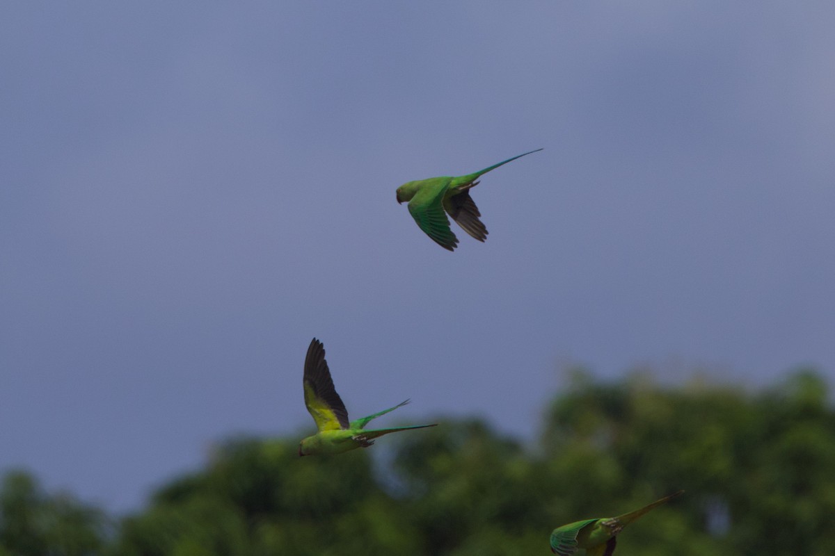 Rose-ringed Parakeet - Michael St John