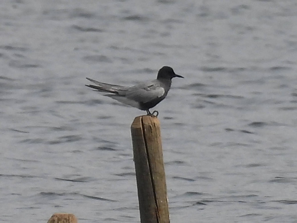 Black Tern - ML618839892