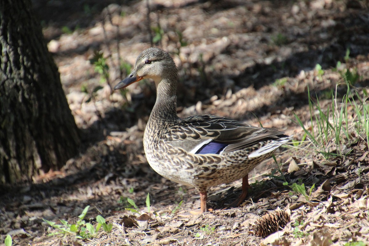 Mallard - Elaine Cassidy