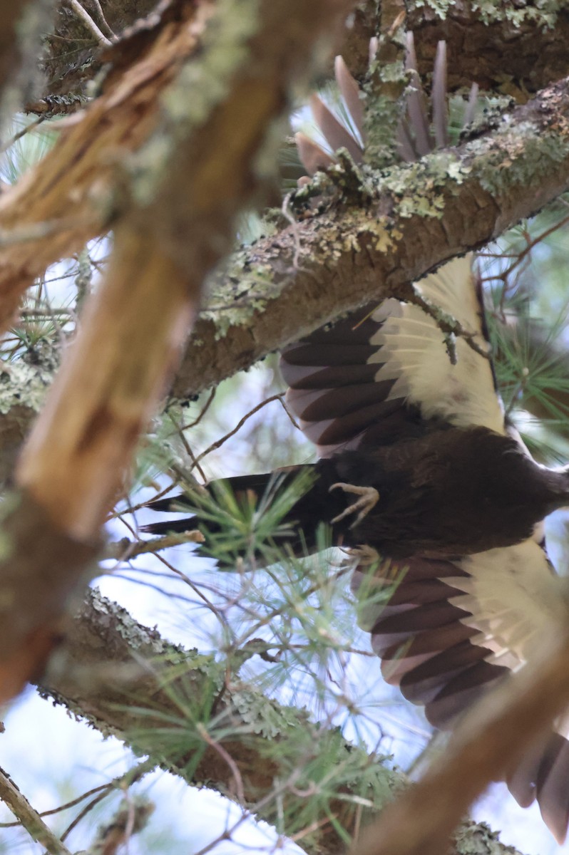 Pileated Woodpecker - Mark Miller