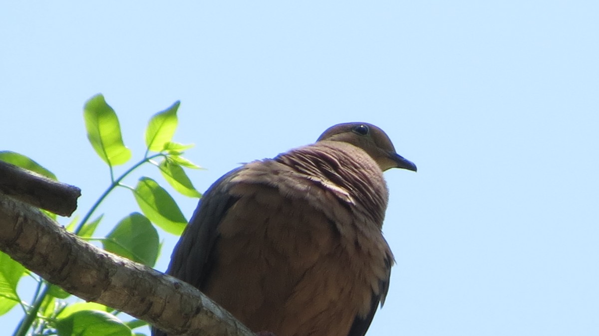 Mourning Dove - Delvis Toledo