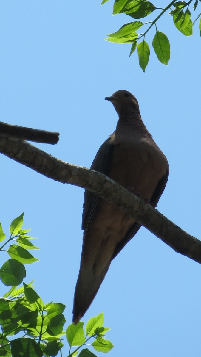 Mourning Dove - Delvis Toledo