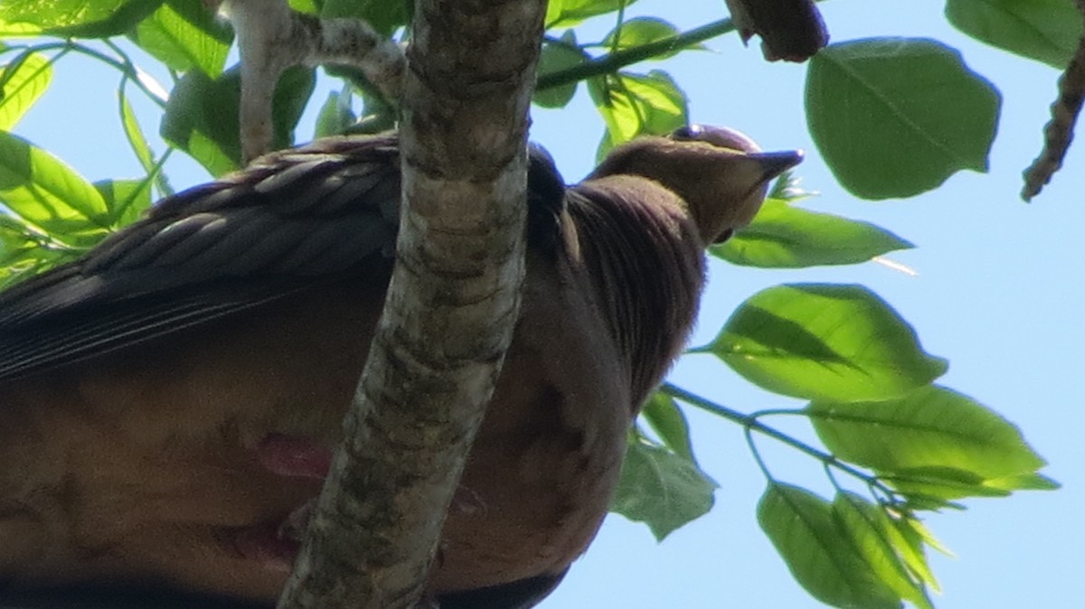 Mourning Dove - Delvis Toledo