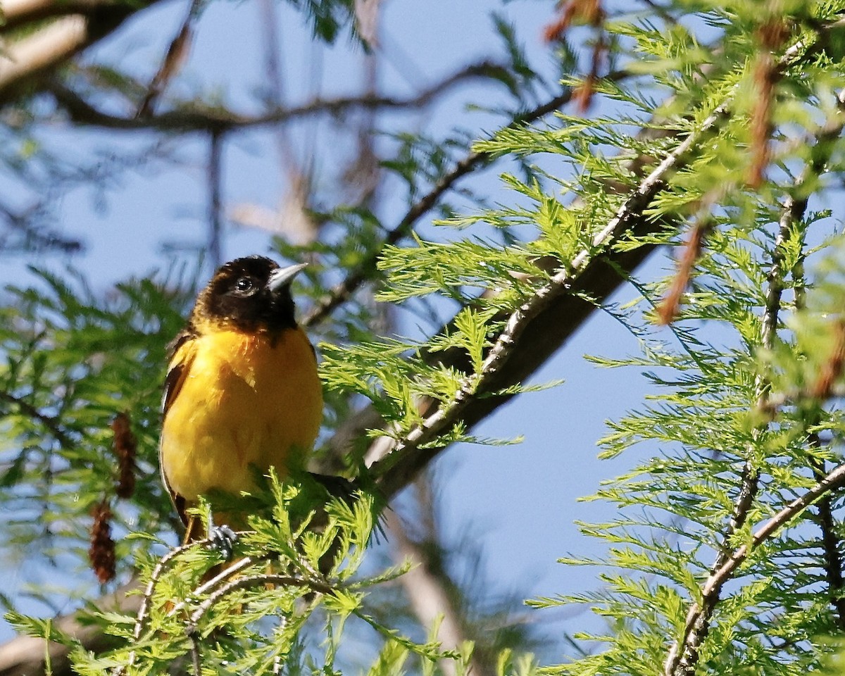 Baltimore Oriole - Cate Hopkinson