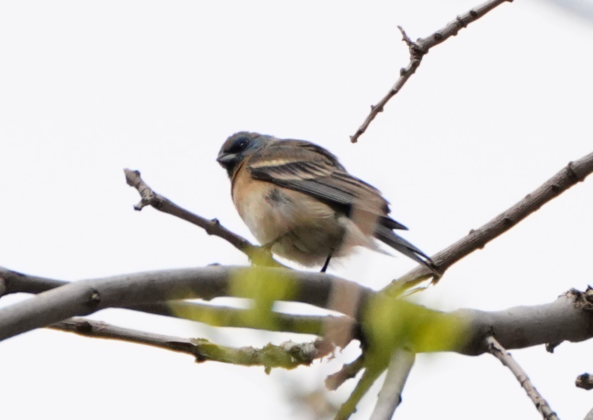 Lazuli Bunting - linda p