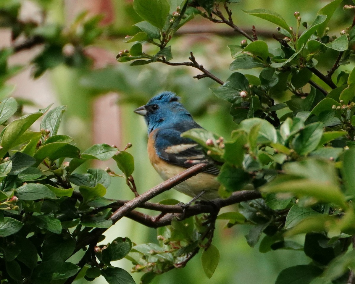 Lazuli Bunting - linda p