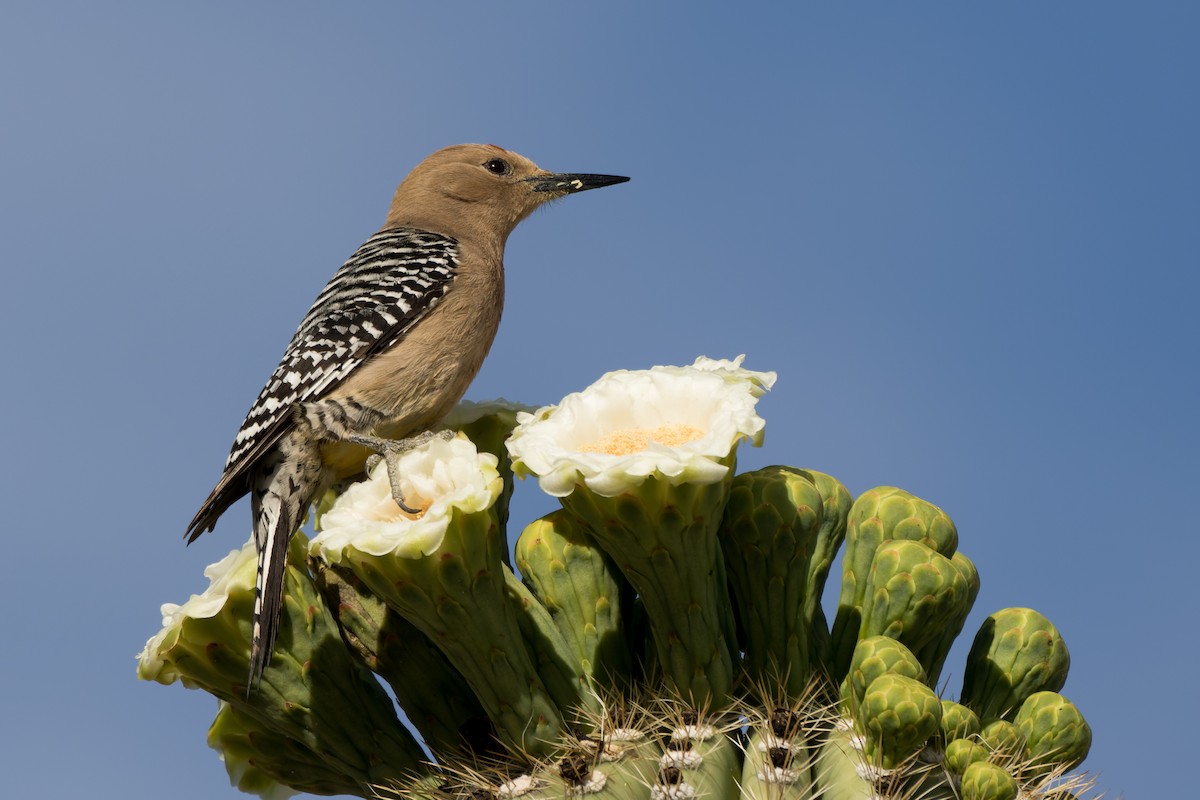 Gila Woodpecker - Lori Buhlman