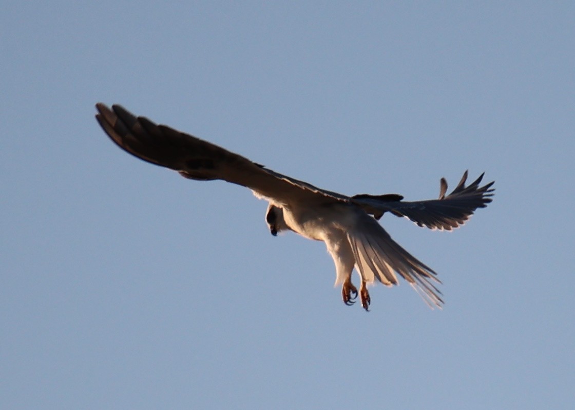 White-tailed Kite - Linda Dalton