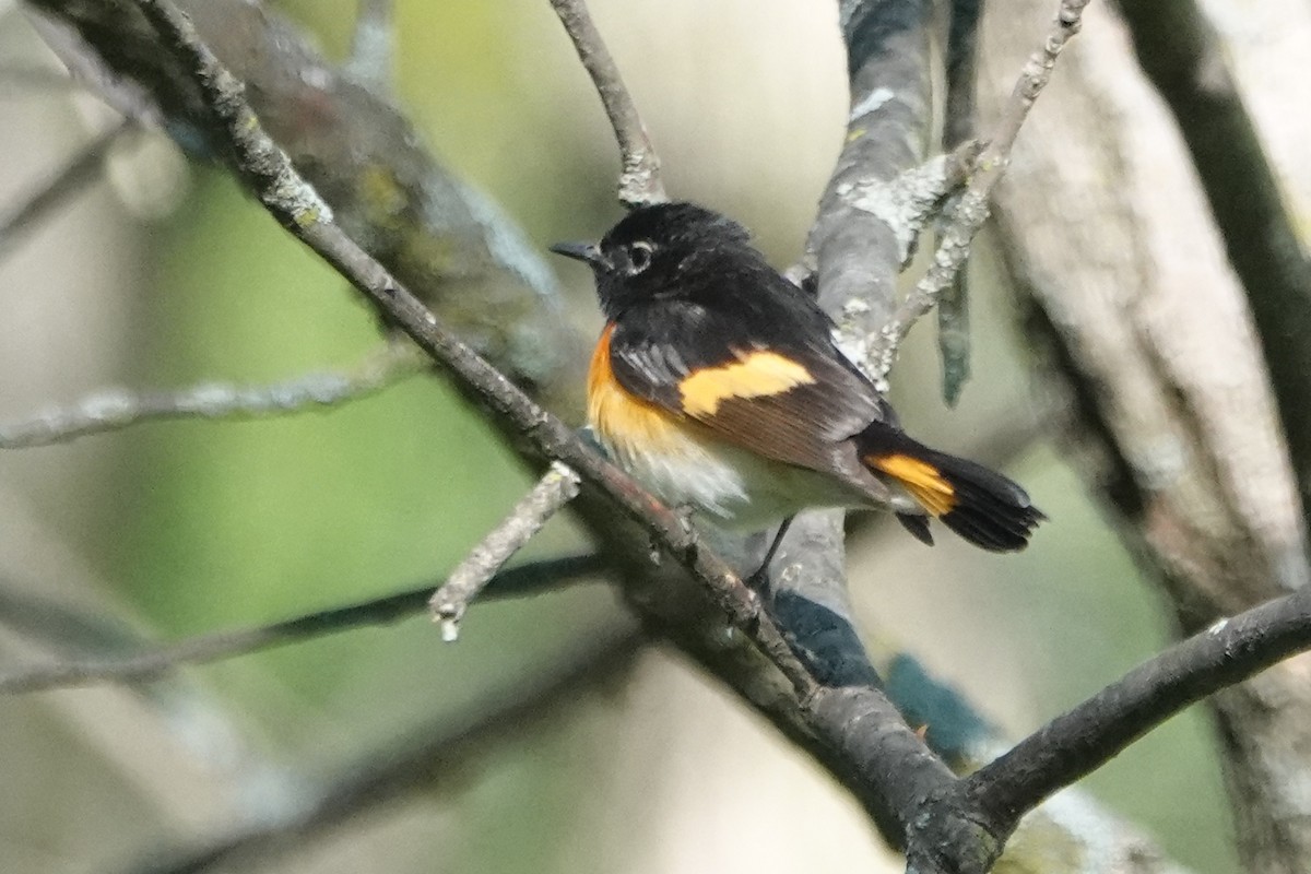 American Redstart - ML618839947