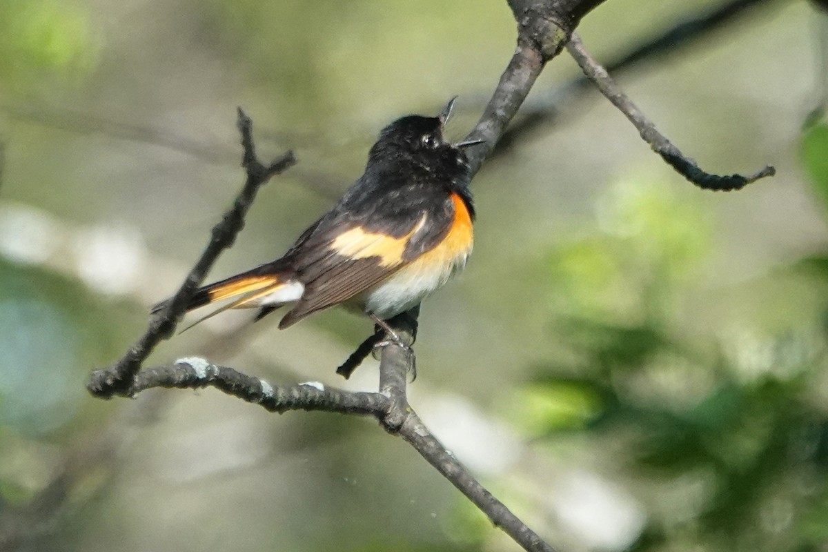 American Redstart - ML618839949