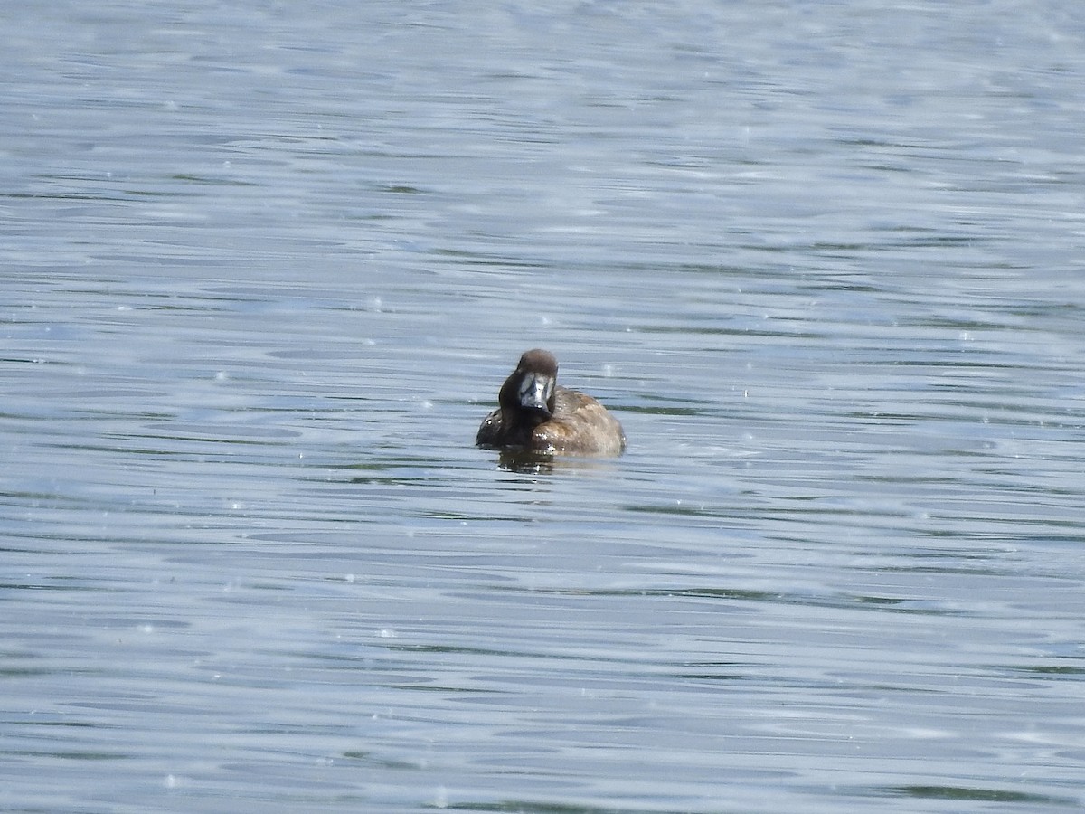 Greater/Lesser Scaup - Victoria  Sindlinger