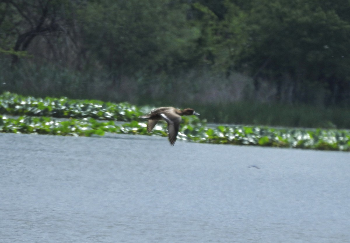 Greater/Lesser Scaup - Victoria  Sindlinger