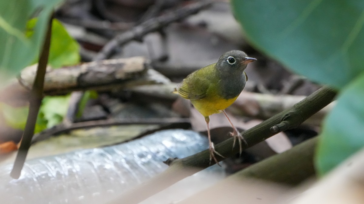 Connecticut Warbler - Tuly  Datena