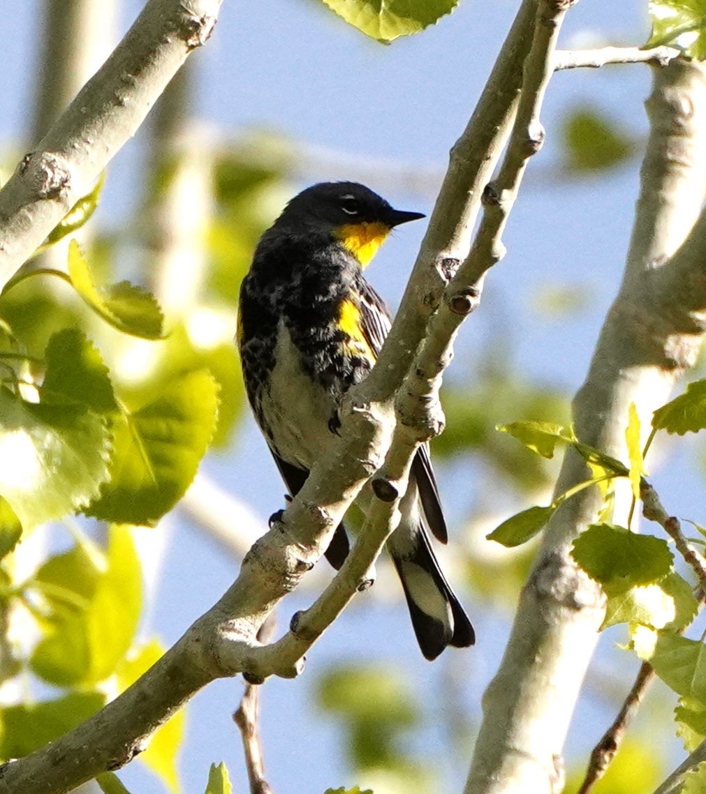 Yellow-rumped Warbler (Audubon's) - linda p