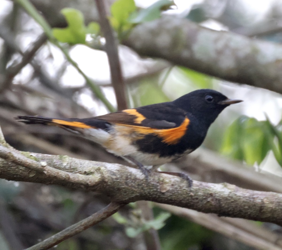 American Redstart - Cheryl Rosenfeld