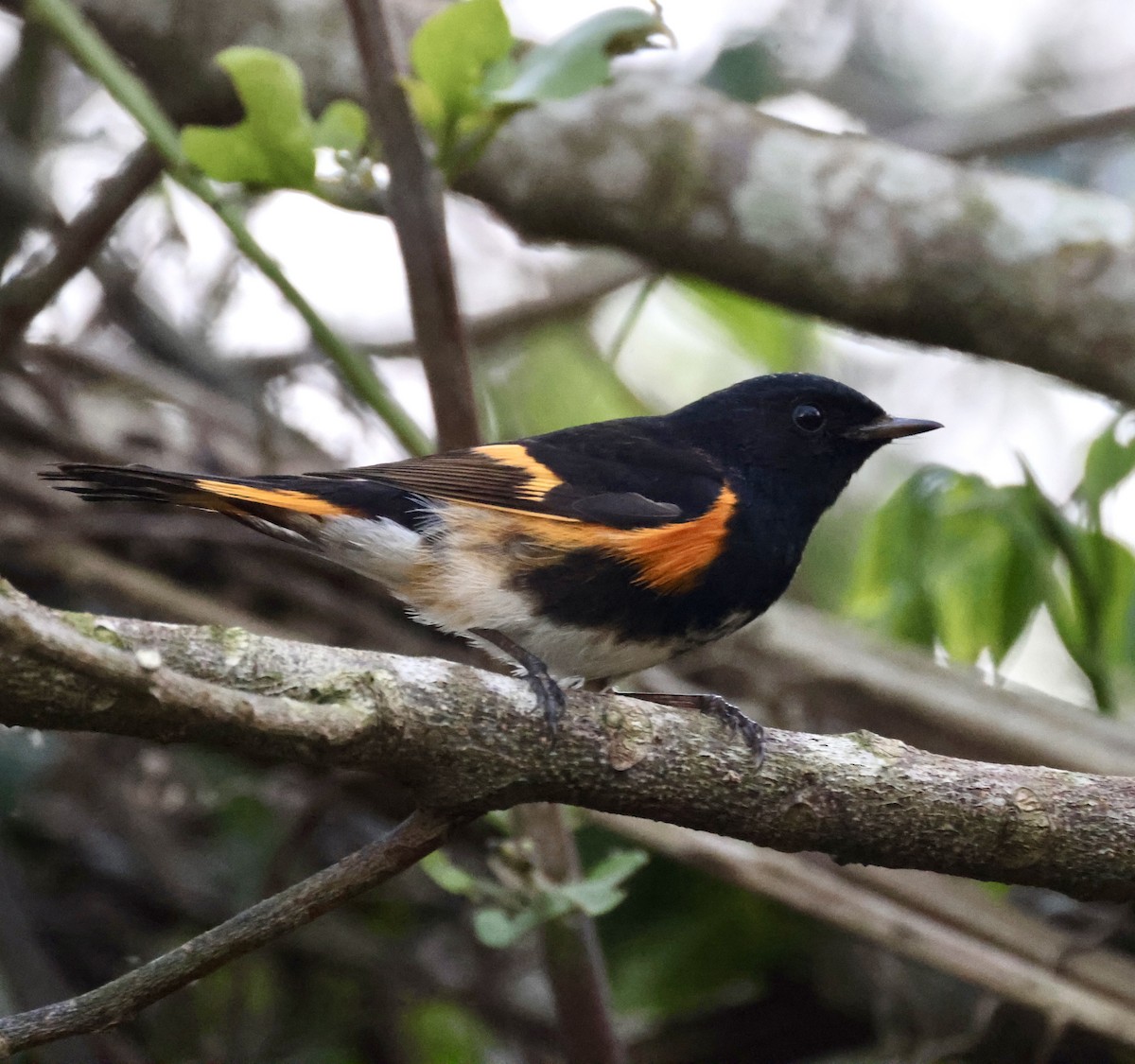 American Redstart - Cheryl Rosenfeld