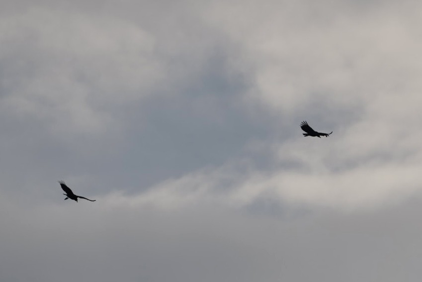 Black Vulture - Alberto Acero