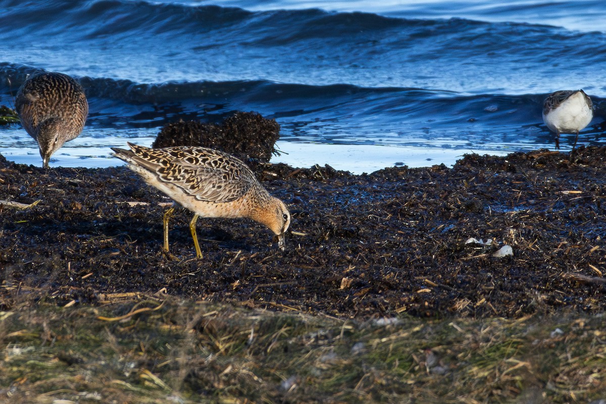 Short-billed Dowitcher - David R. Scott