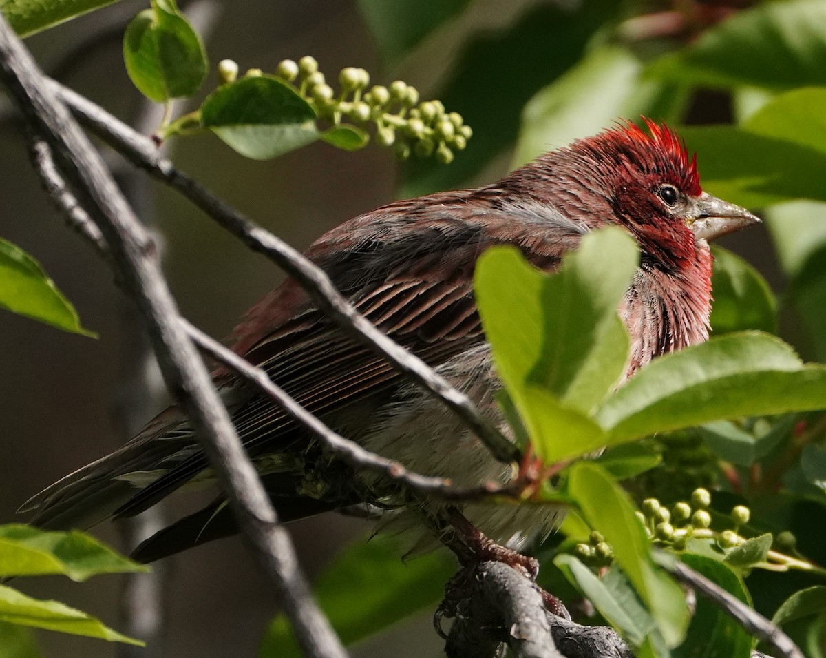 Cassin's Finch - linda p