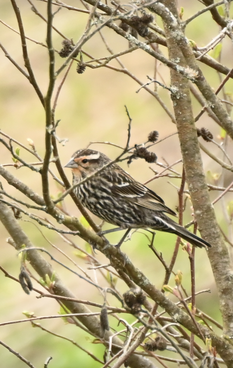 Red-winged Blackbird - Sylvie Rioux