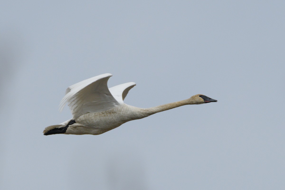 Trumpeter Swan - Jeremiah Fisher