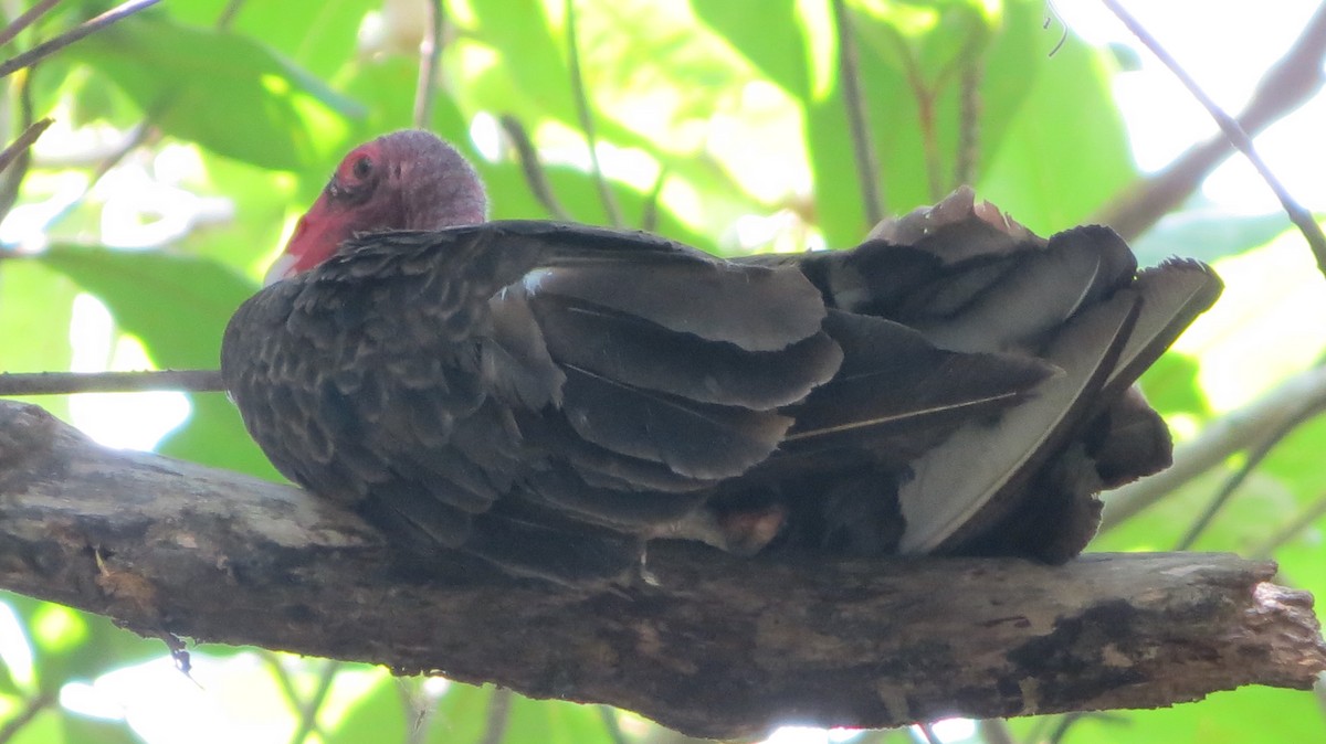 Turkey Vulture - ML618840101