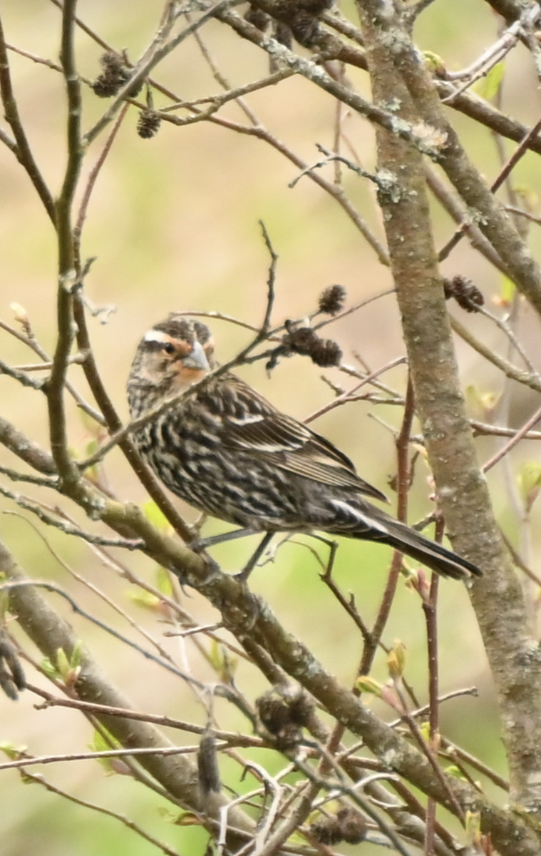 Red-winged Blackbird - Sylvie Rioux