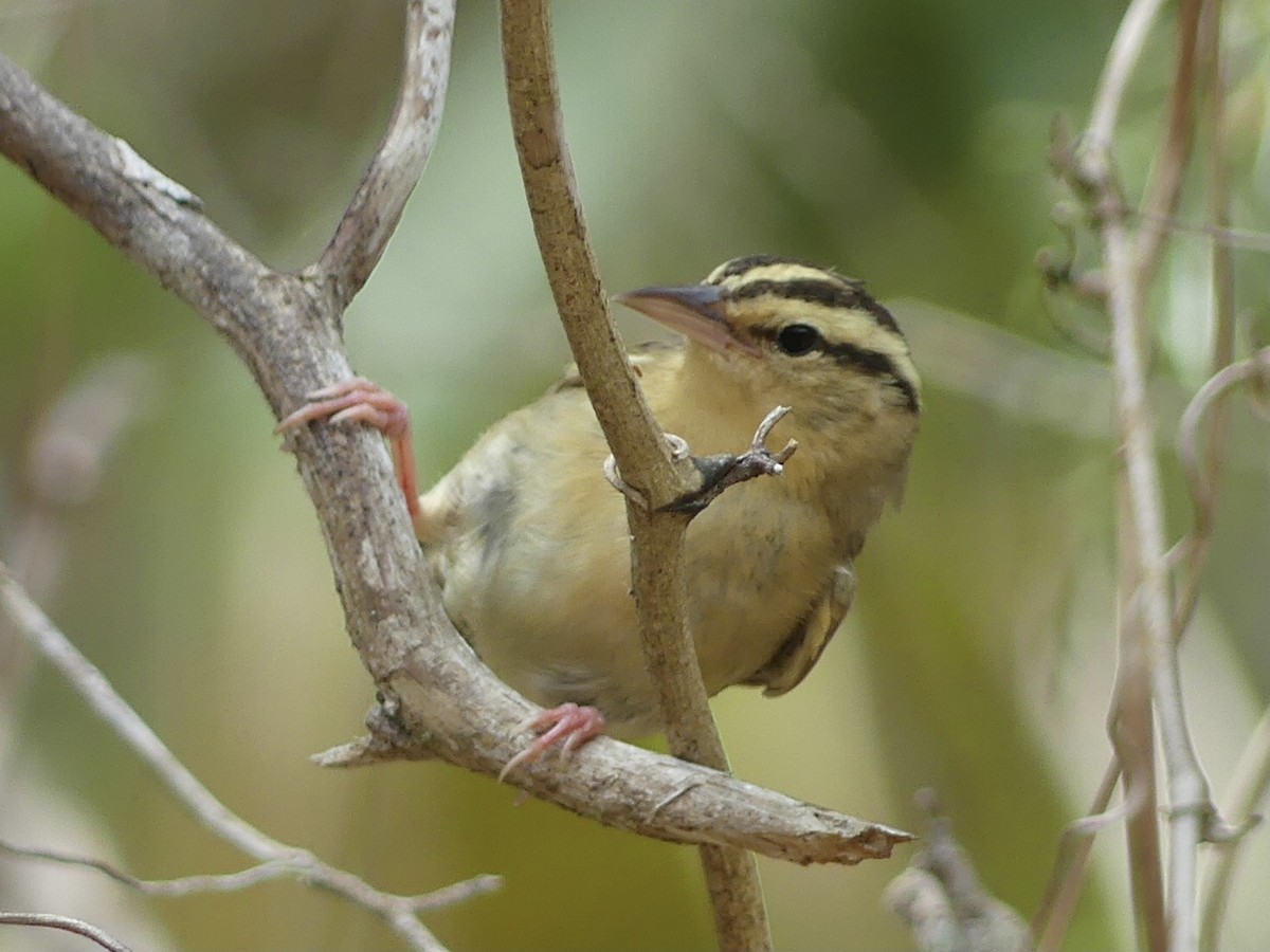 Worm-eating Warbler - Eric Plage