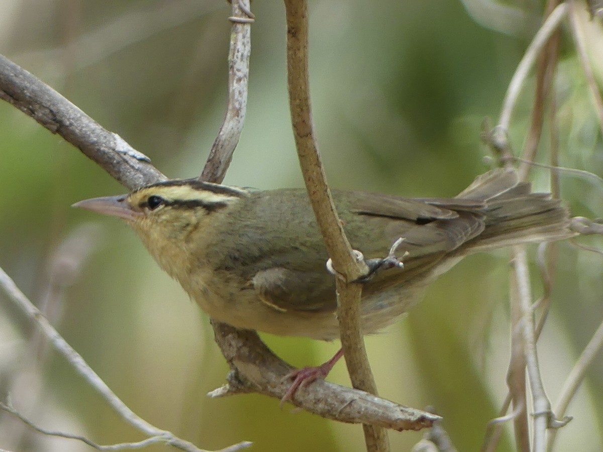 Worm-eating Warbler - Eric Plage