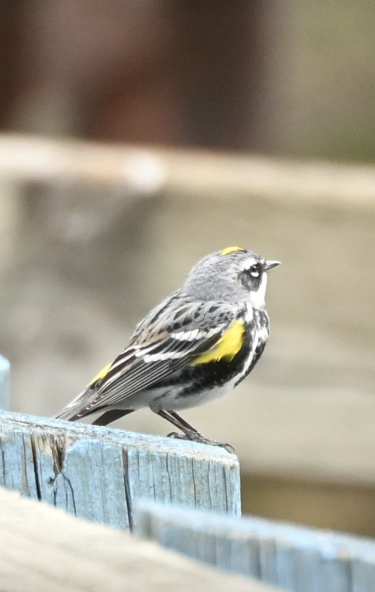 Yellow-rumped Warbler - Sylvie Rioux