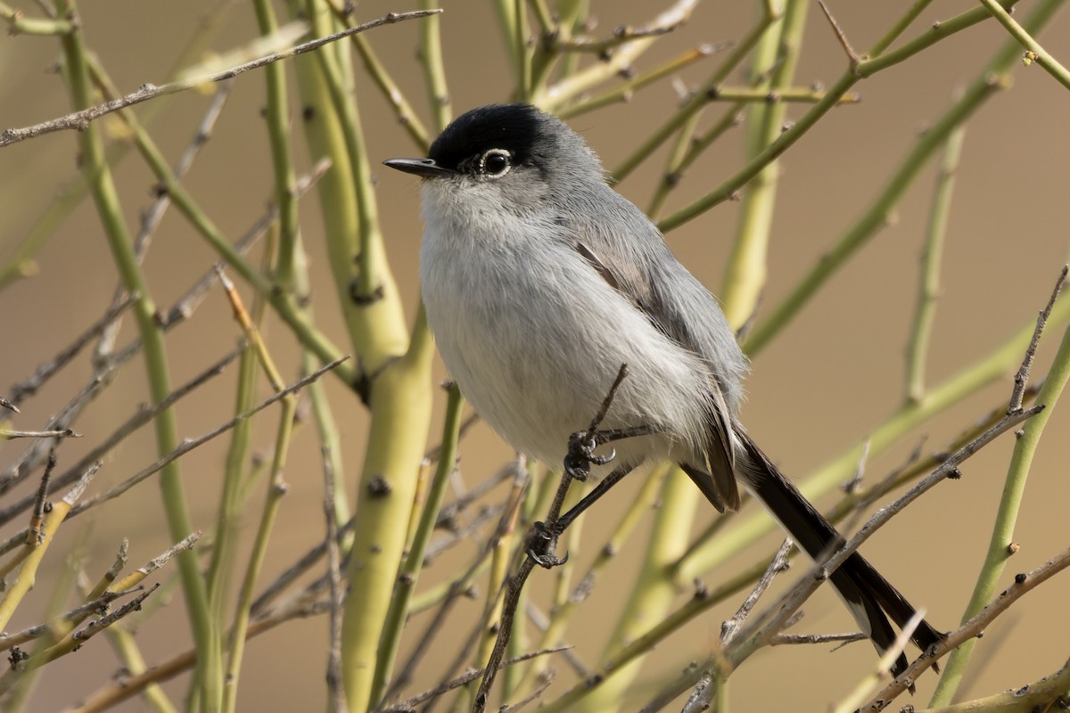 Black-tailed Gnatcatcher - Lori Buhlman