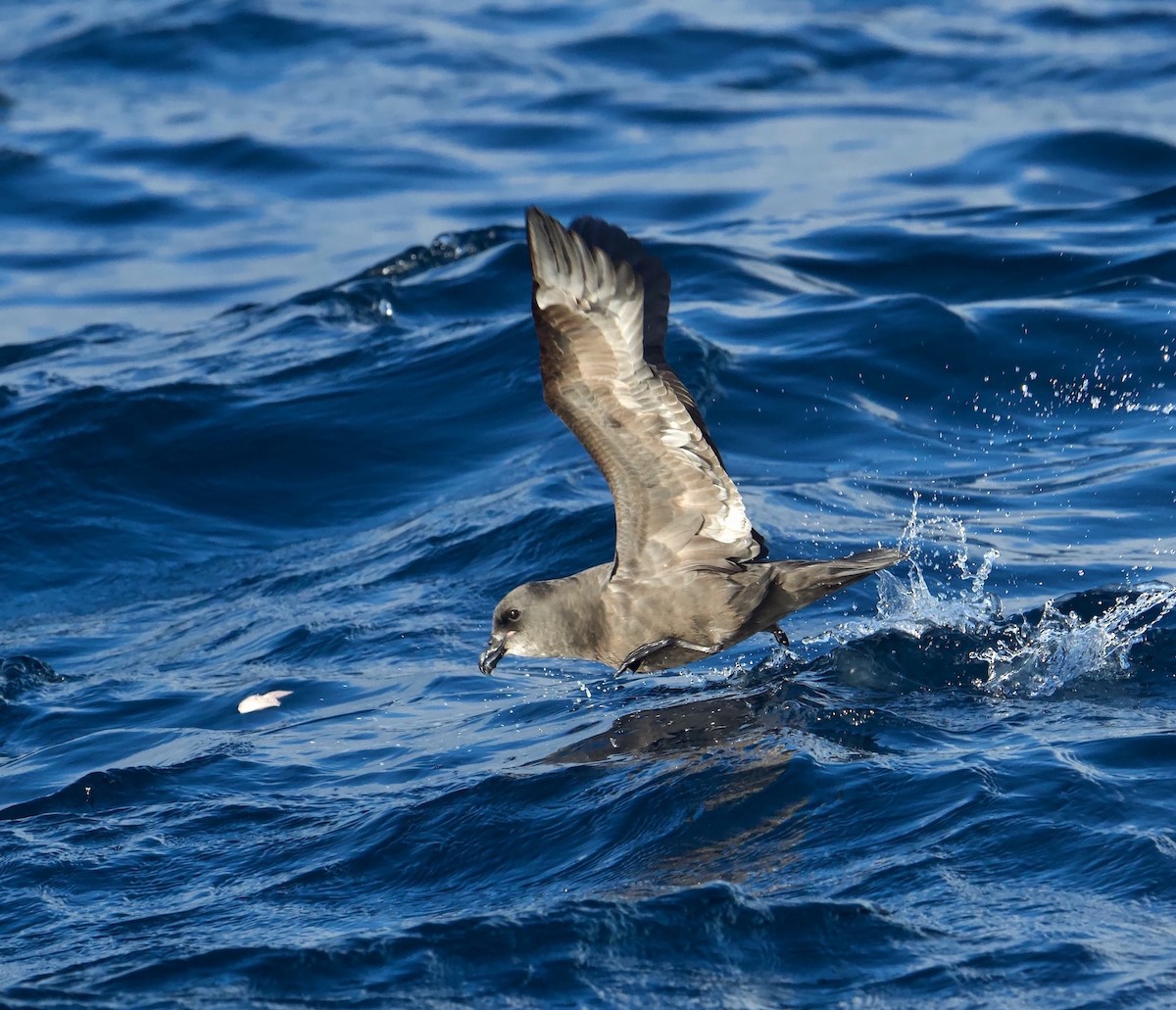 Gray-faced Petrel - Richard Croll