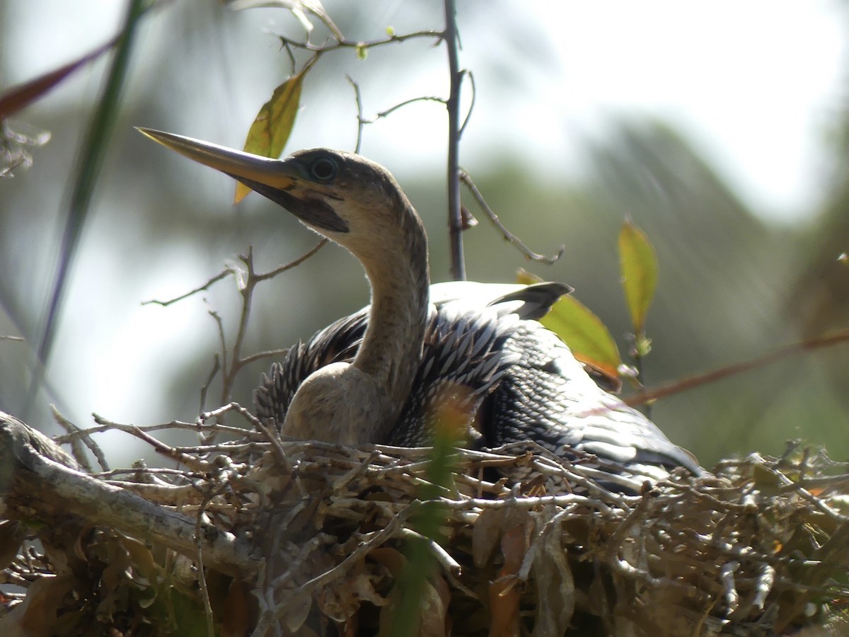 Anhinga - Eric Plage