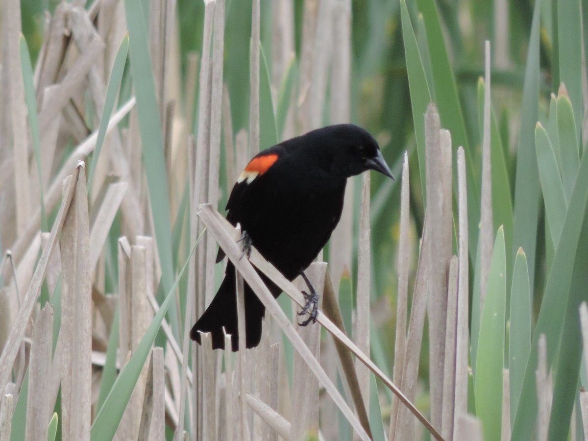 Red-winged Blackbird - Rich Brown
