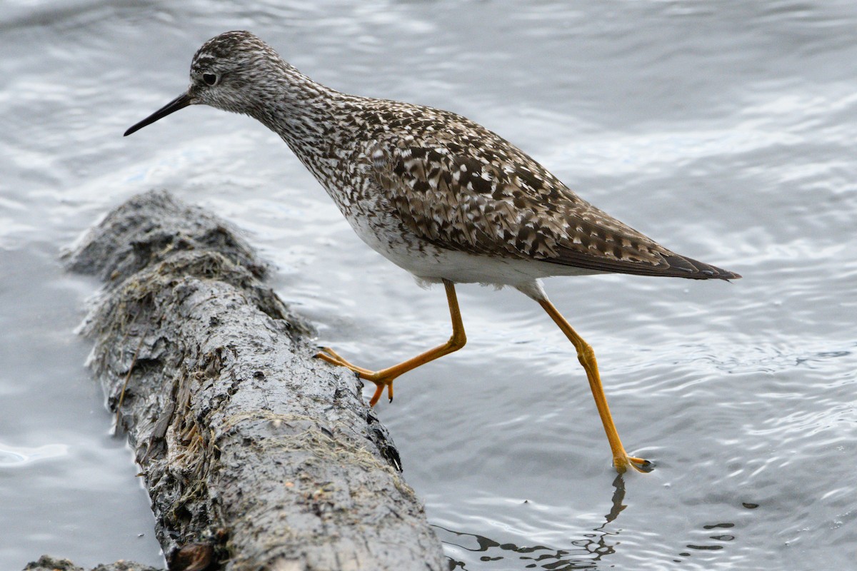 Lesser Yellowlegs - Jeremiah Fisher