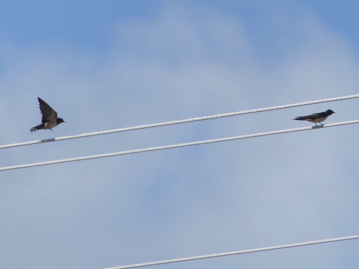 Barn Swallow (American) - Eric Plage