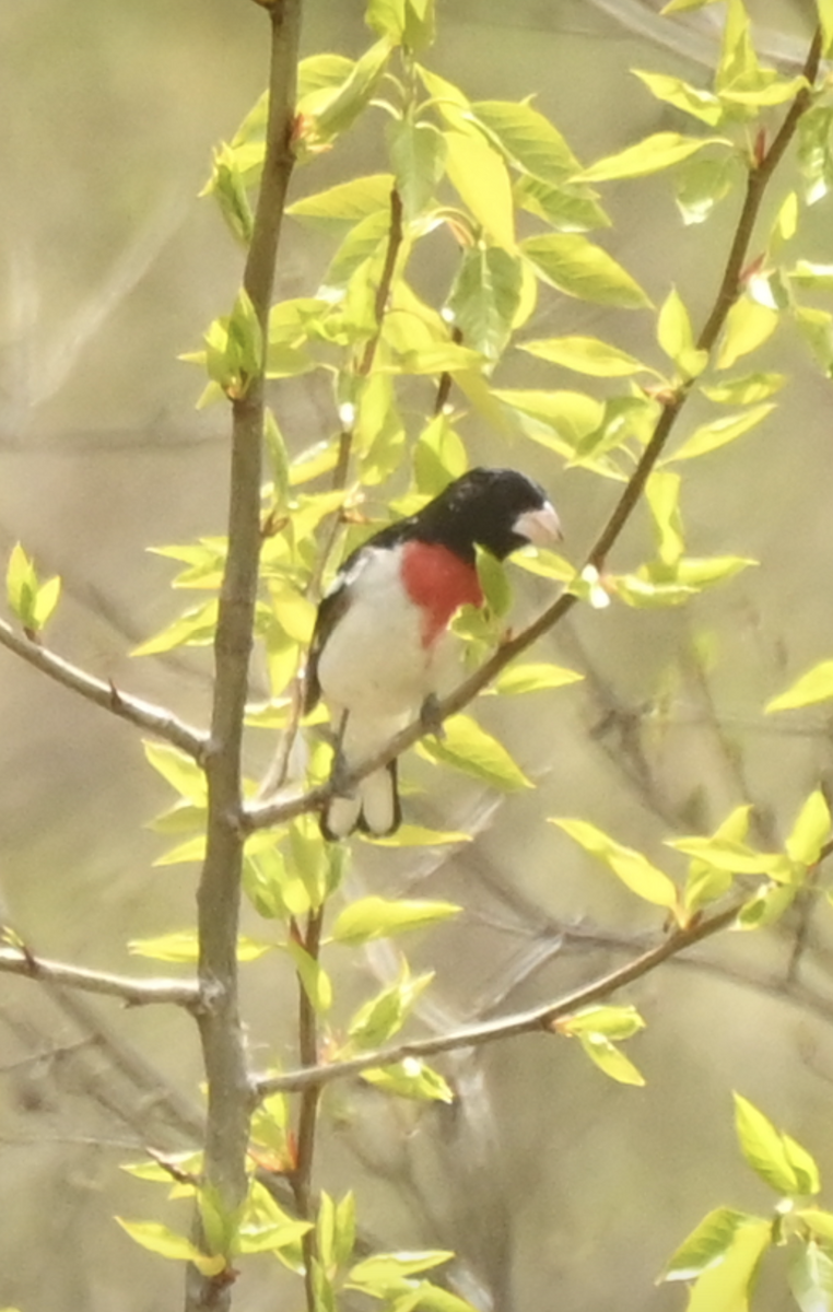 Rose-breasted Grosbeak - Sylvie Rioux