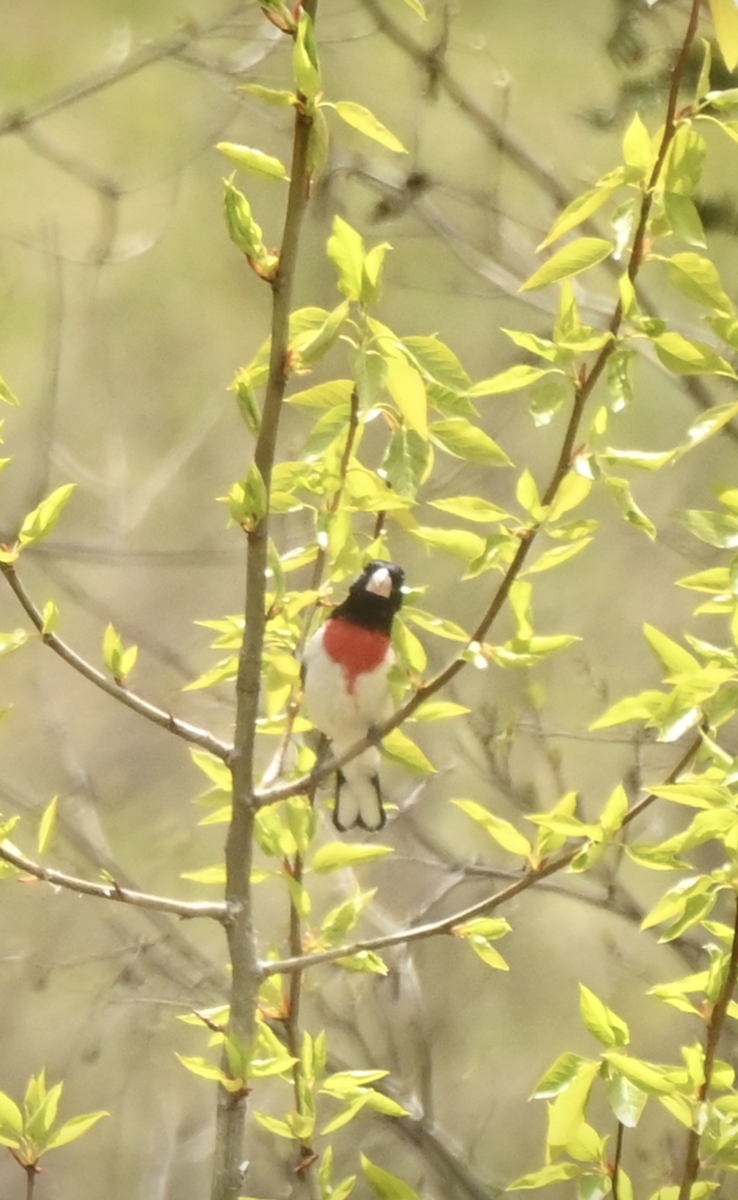 Rose-breasted Grosbeak - Sylvie Rioux