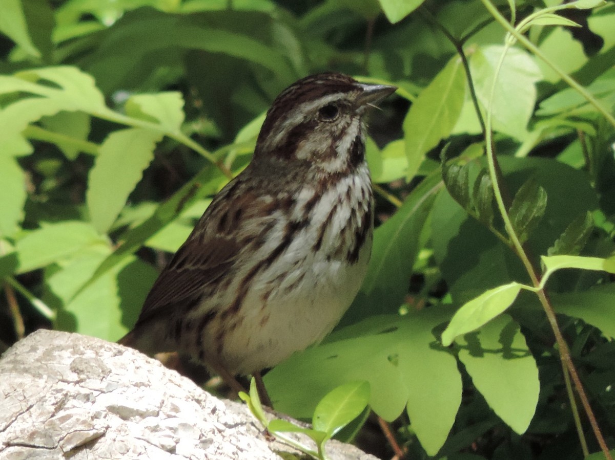 Song Sparrow - Rich Brown