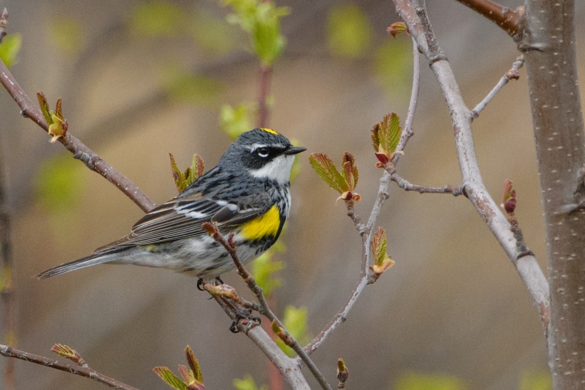 Yellow-rumped Warbler - Jeremiah Fisher