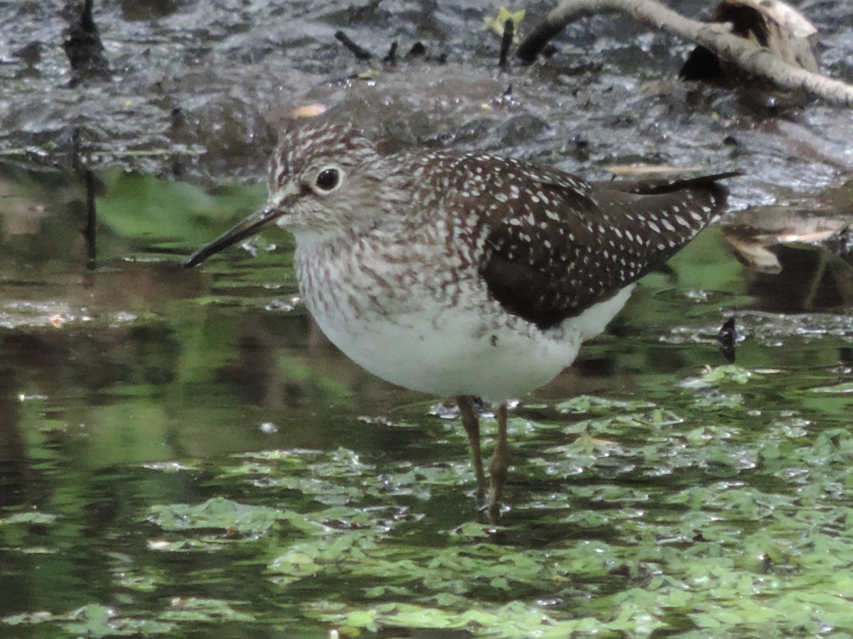 Solitary Sandpiper - Rich Brown