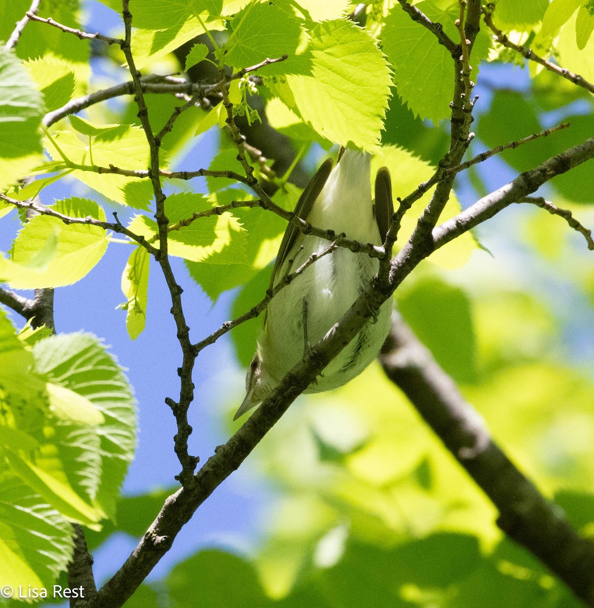 Red-eyed Vireo - Lisa Rest