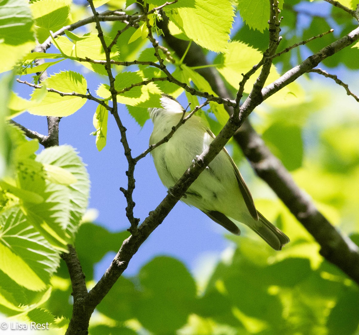 Red-eyed Vireo - Lisa Rest