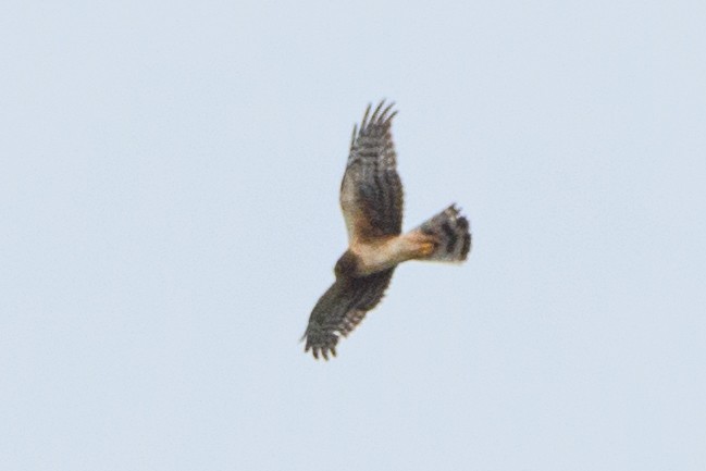 Northern Harrier - Jeremiah Fisher